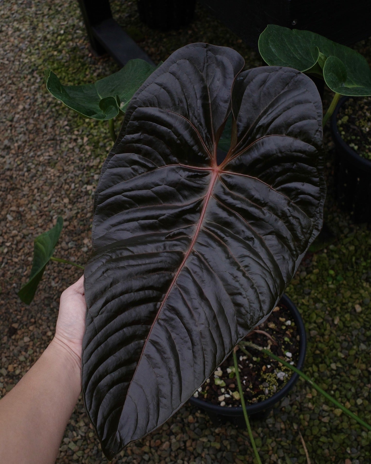 【年度火鶴神祕禮包 Anthurium Mystery Box】