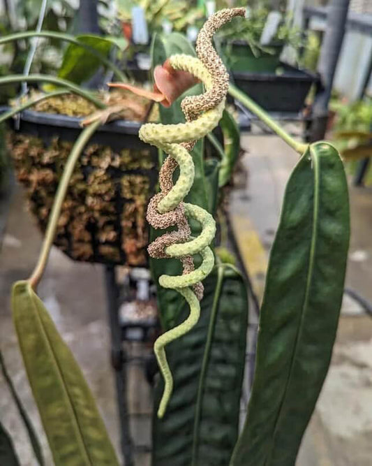 Anthurium wendlingeri Rio la Gloria