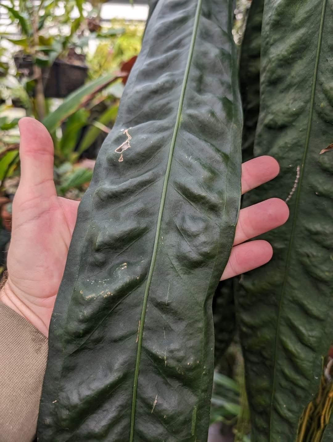 Anthurium wendlingeri Rio la Gloria