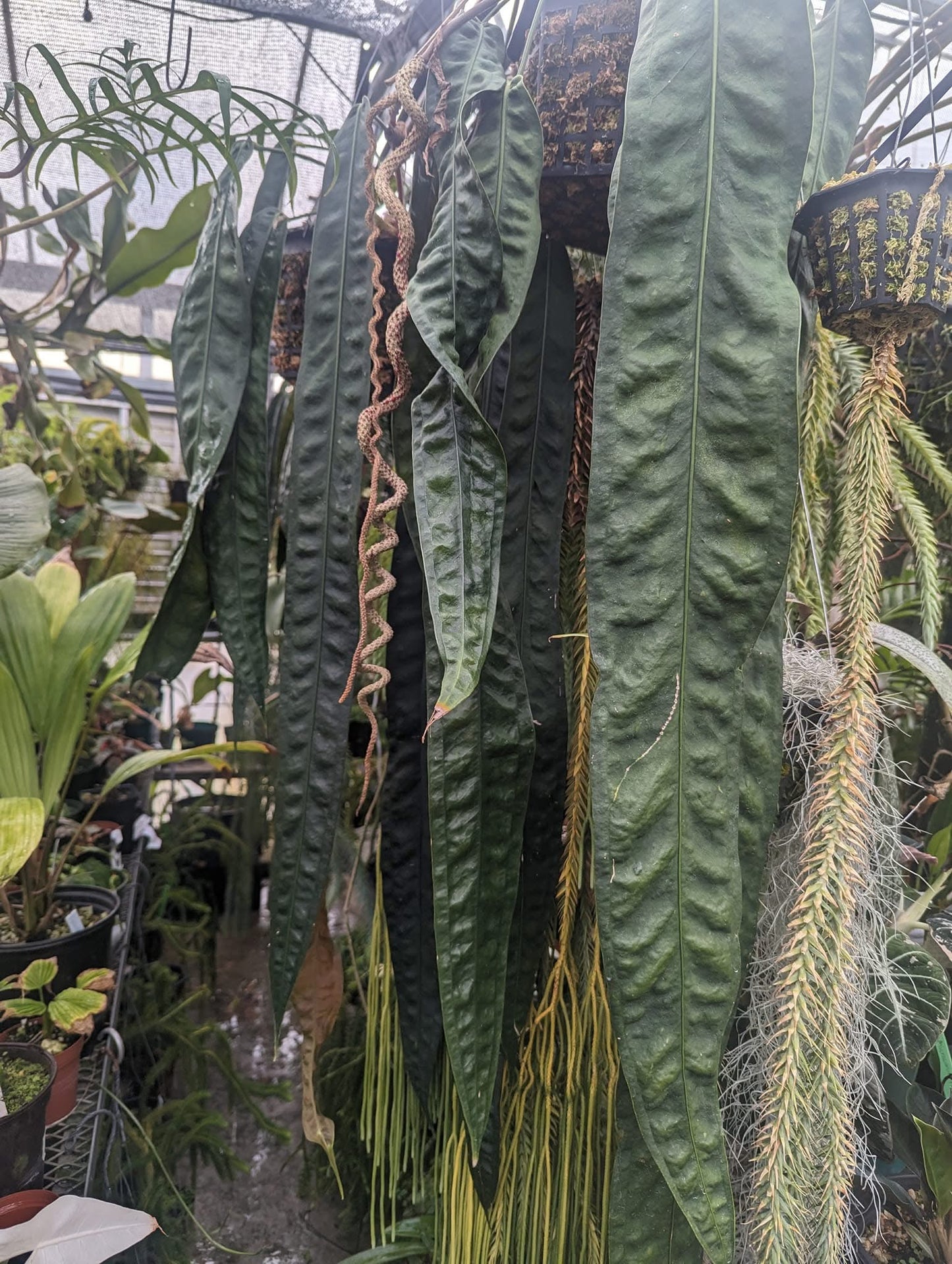 Anthurium wendlingeri Rio la Gloria