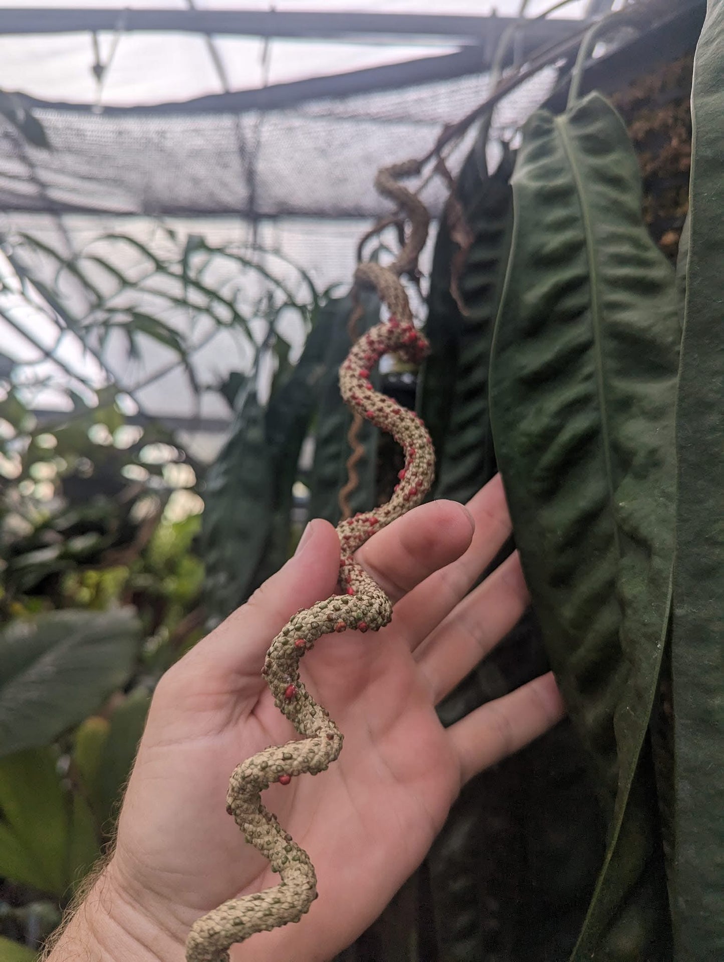Anthurium wendlingeri Rio la Gloria