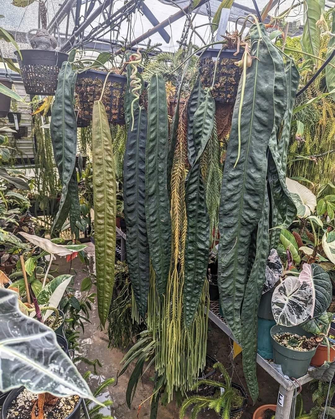 Anthurium wendlingeri Rio la Gloria