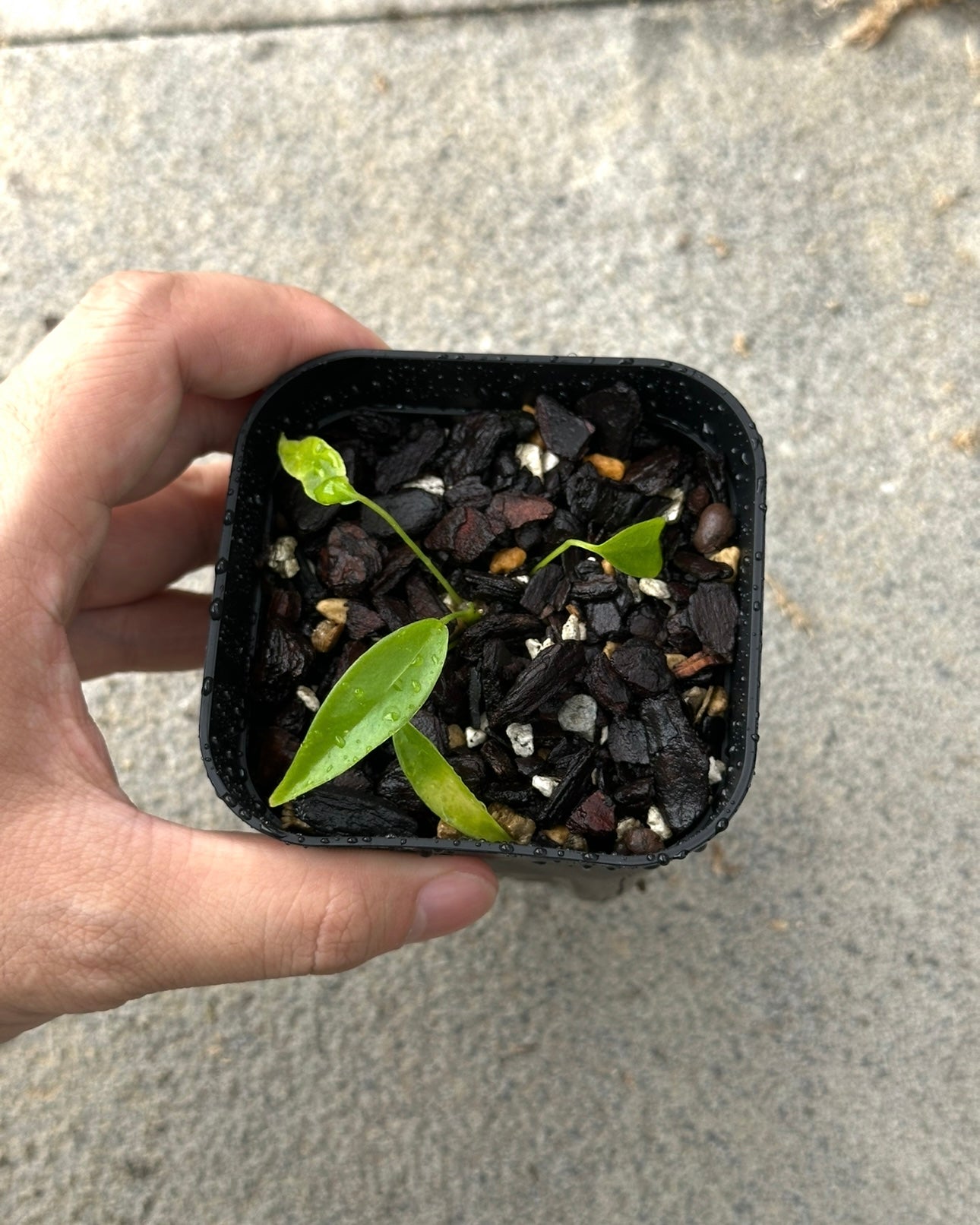 Anthurium wendlingeri Rio la Gloria