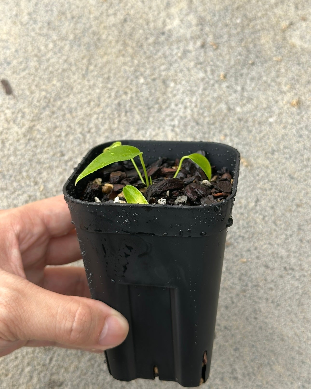Anthurium wendlingeri Rio la Gloria