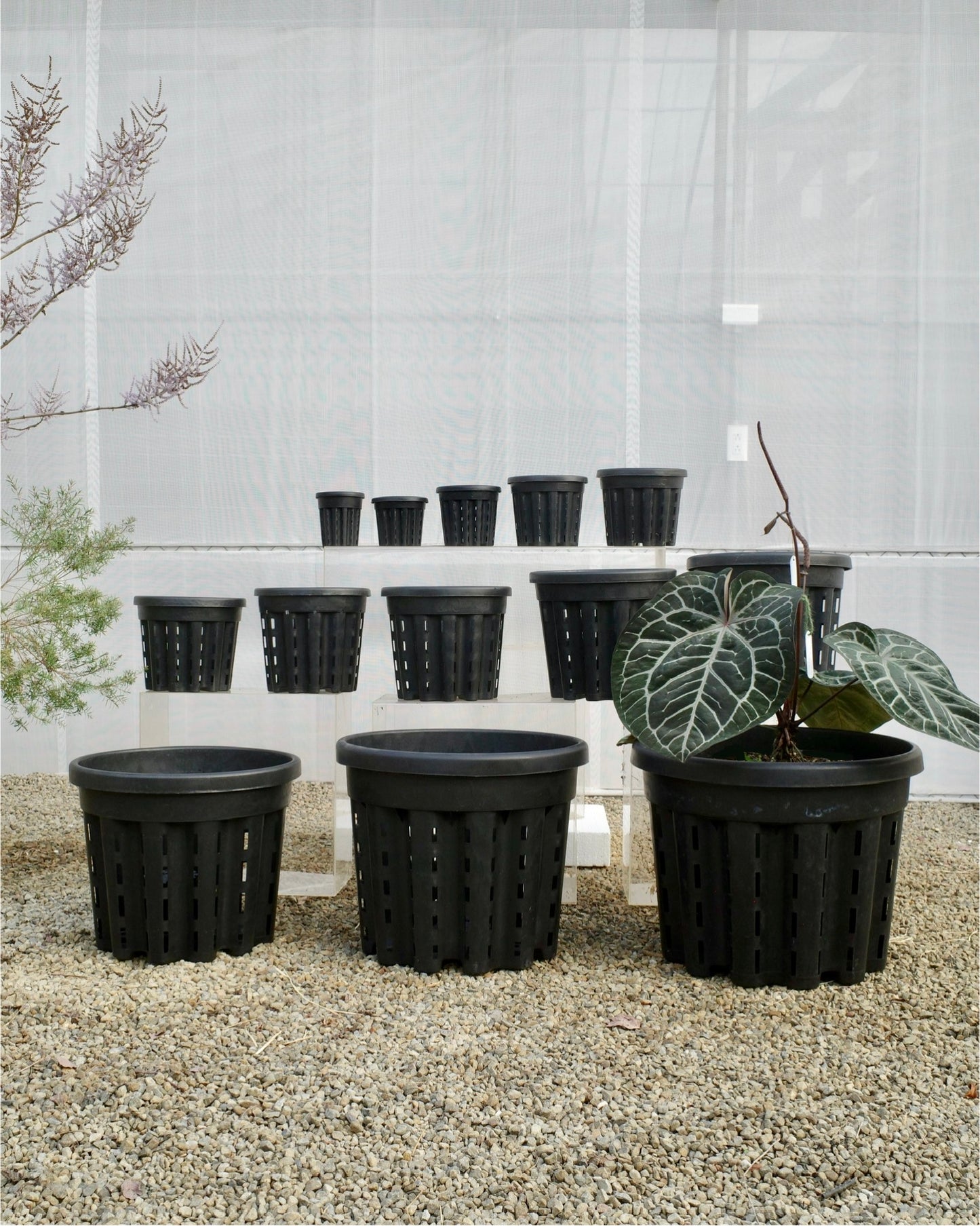 Ercole anti-root-spiraling pot 防旋根控根盆