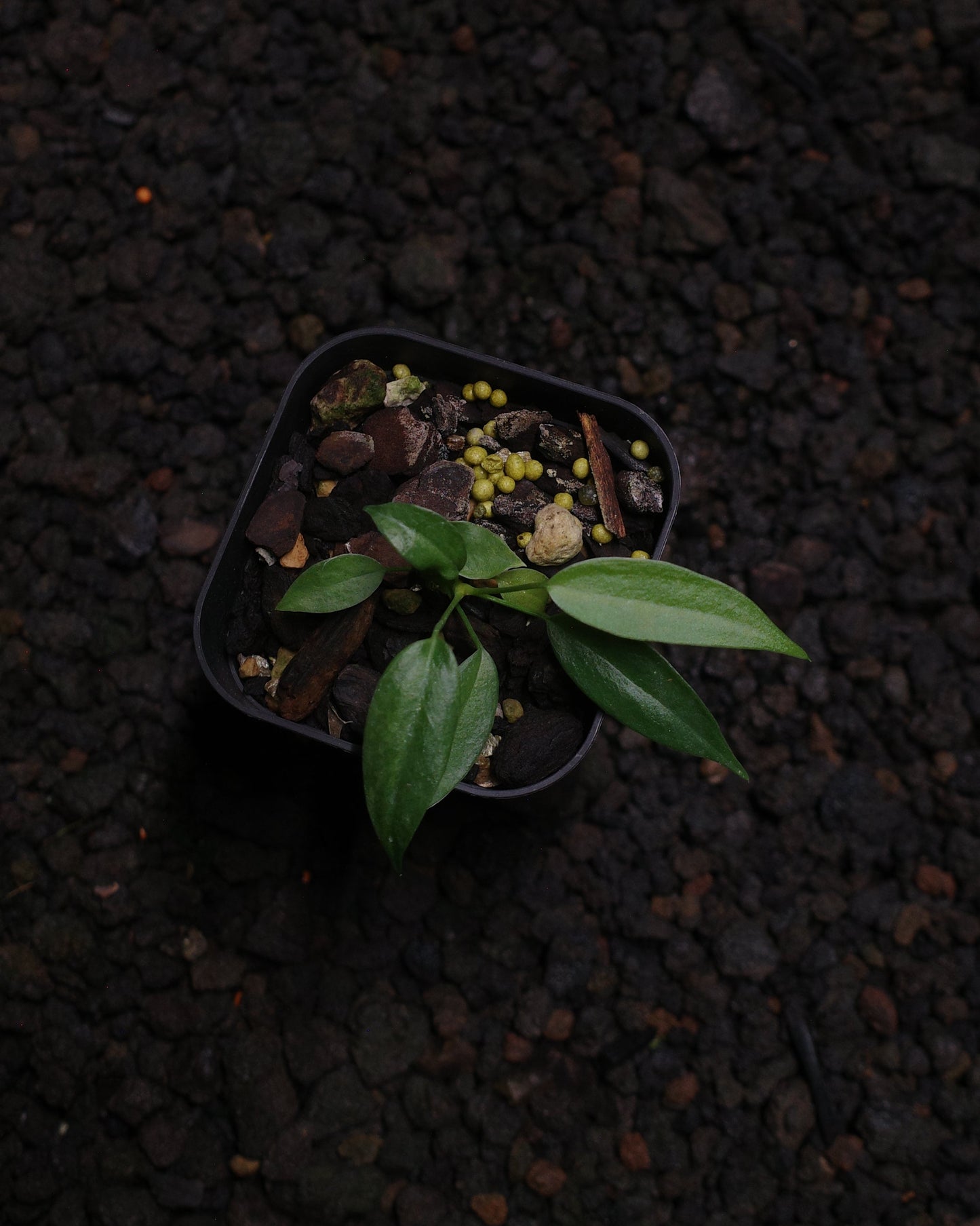 Anthurium wendlingeri Rio la Gloria