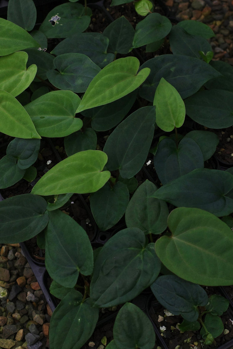 Plants