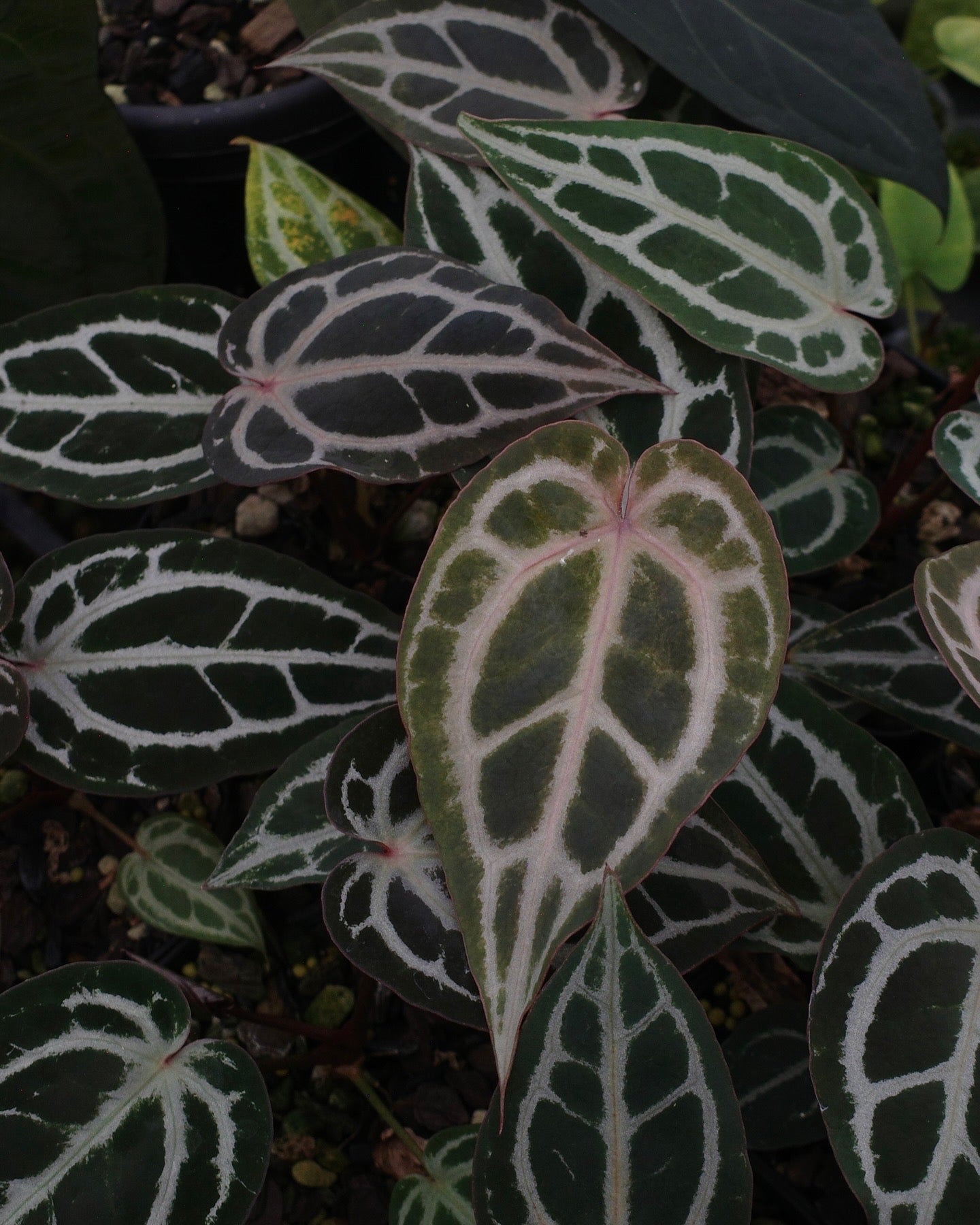 【年度火鶴神祕禮包 Anthurium Mystery Box】