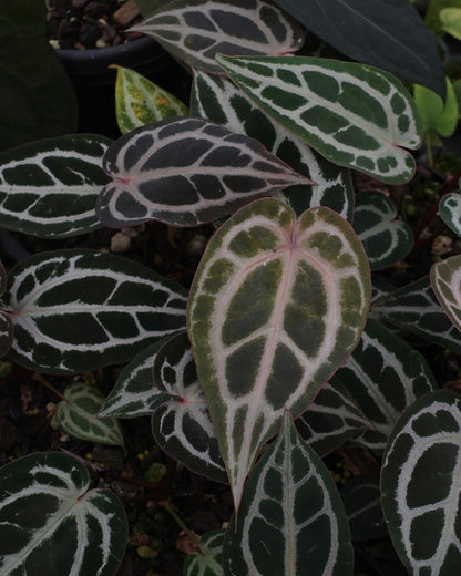 【年度火鶴神祕禮包 Anthurium Mystery Box】