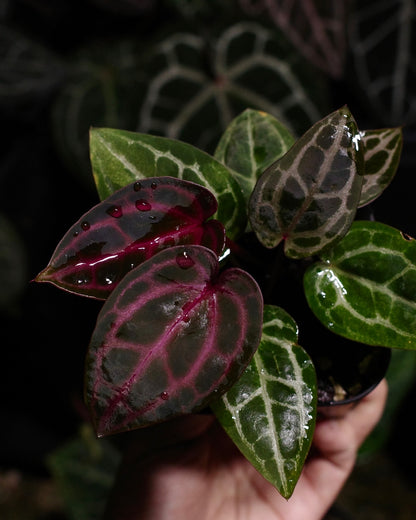 【年度火鶴神祕禮包 Anthurium Mystery Box】