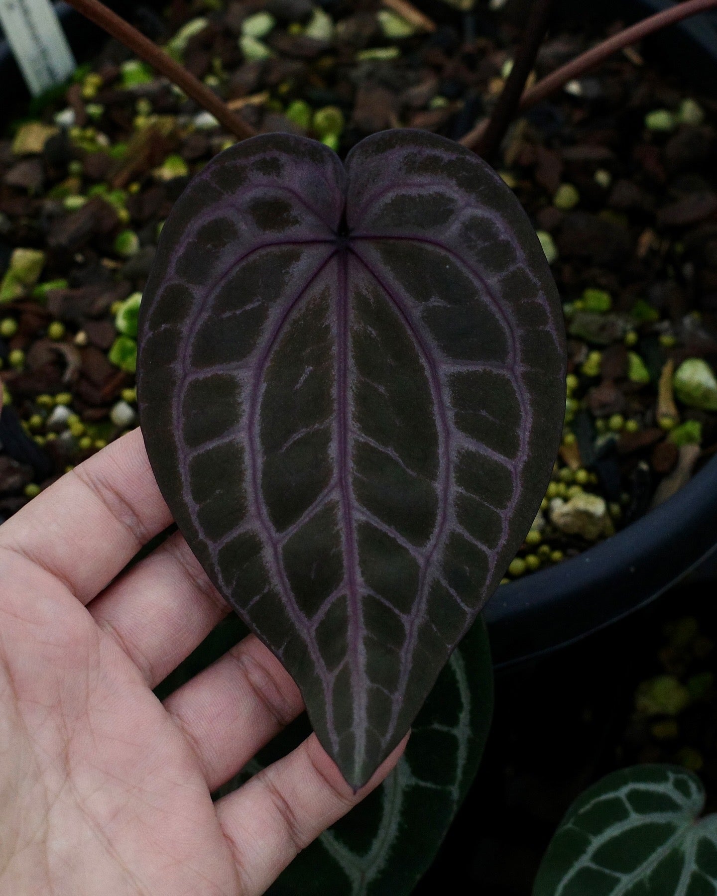 【年度火鶴神祕禮包 Anthurium Mystery Box】