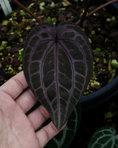 【年度火鶴神祕禮包 Anthurium Mystery Box】