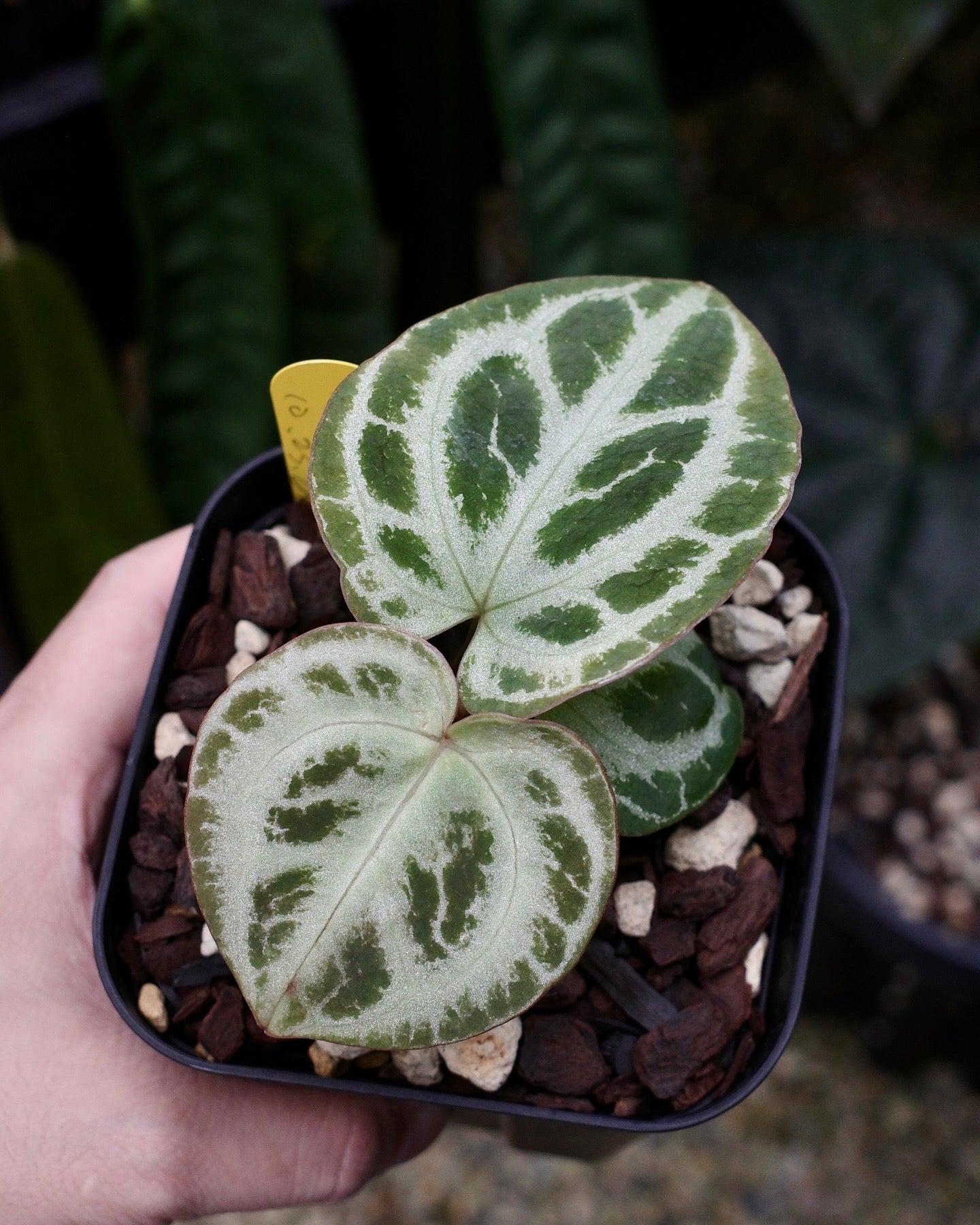 【年度火鶴神祕禮包 Anthurium Mystery Box】