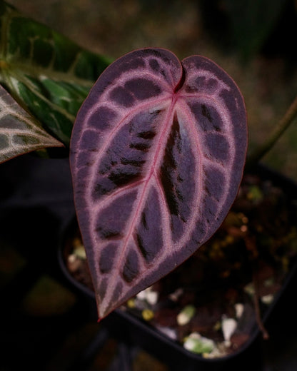 【年度火鶴神祕禮包 Anthurium Mystery Box】