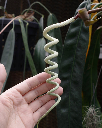 【年度火鶴神祕禮包 Anthurium Mystery Box】