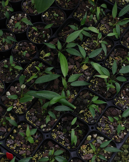 【年度火鶴神祕禮包 Anthurium Mystery Box】