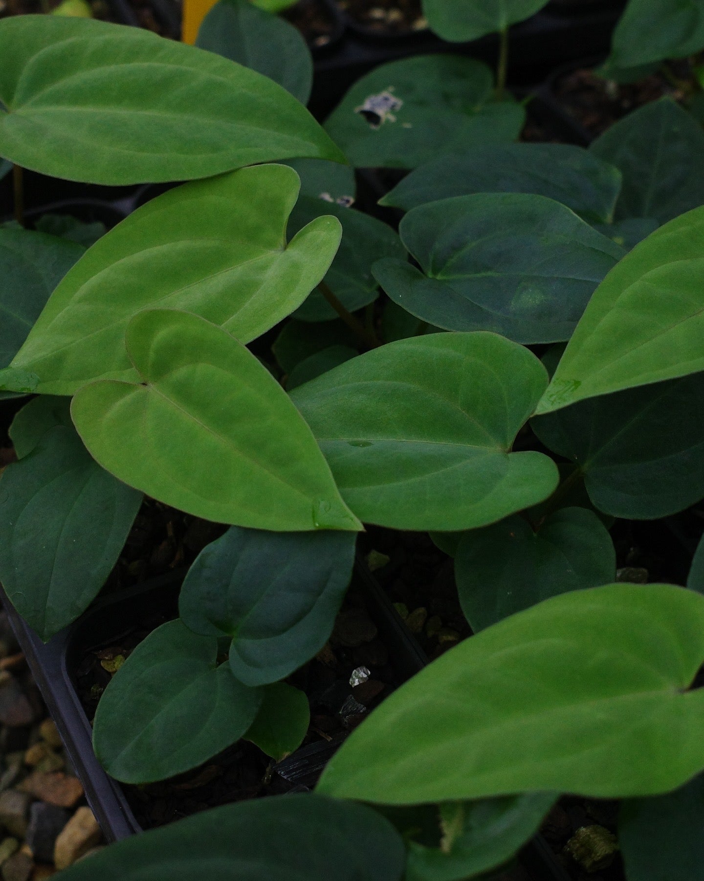 【年度火鶴神祕禮包 Anthurium Mystery Box】