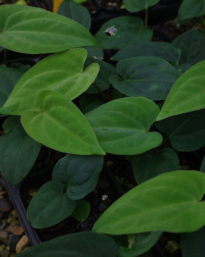 【年度火鶴神祕禮包 Anthurium Mystery Box】