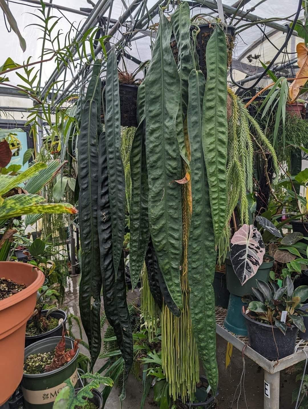 Anthurium wendlingeri Rio la Gloria