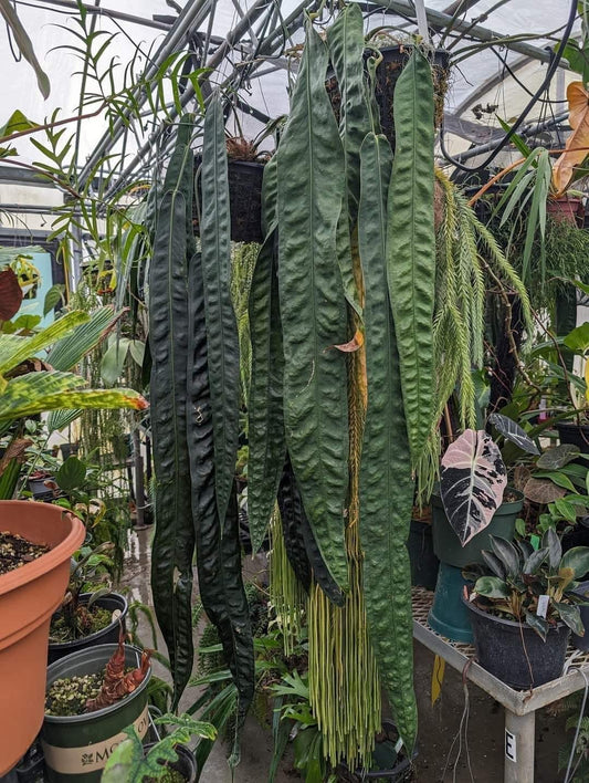Anthurium wendlingeri Rio la Gloria