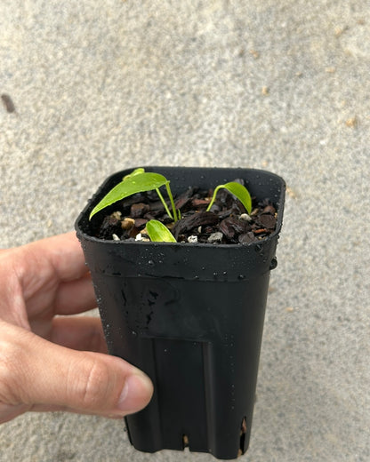 Anthurium wendlingeri Rio la Gloria