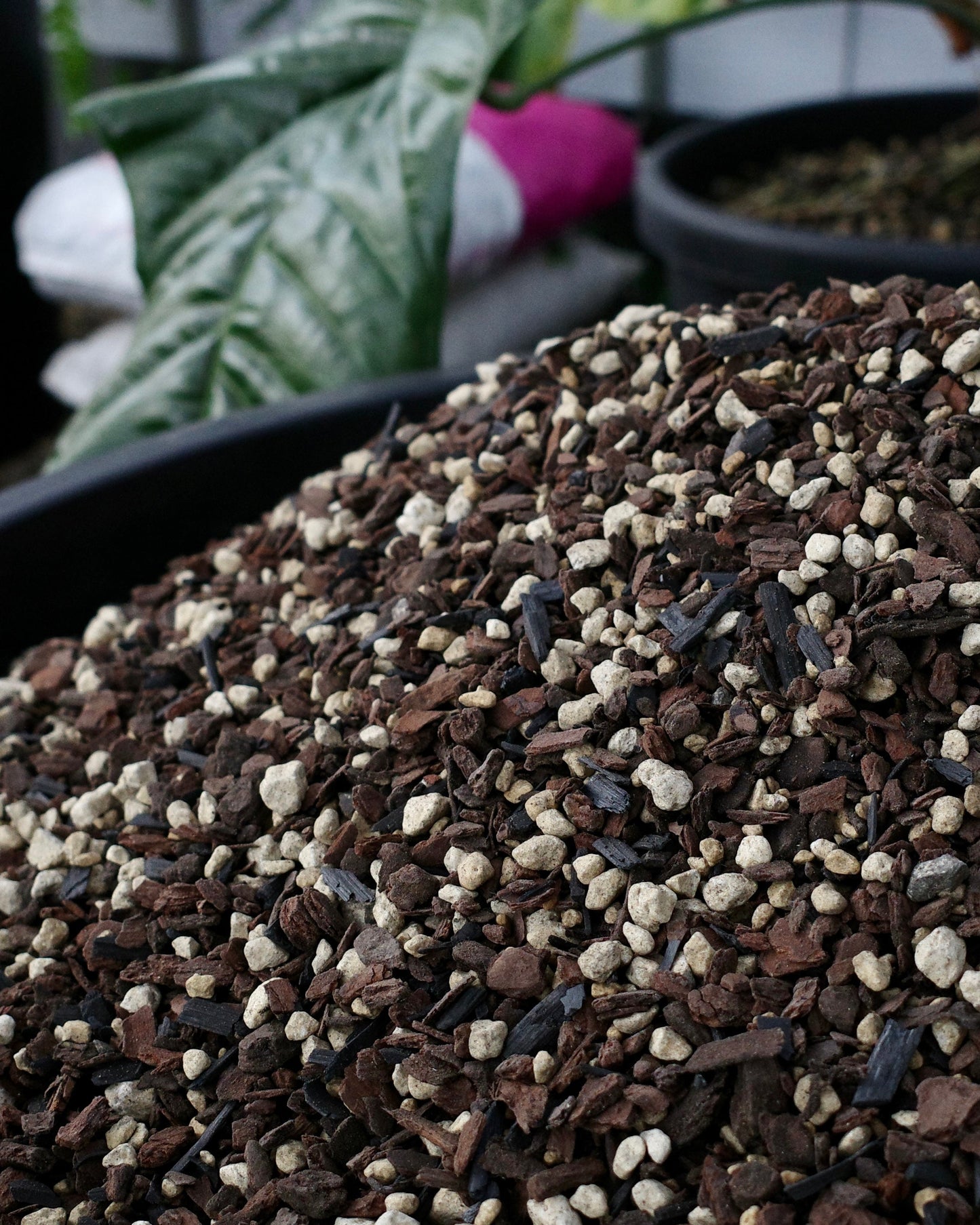 WSP House Blend 雨林植物專用介質