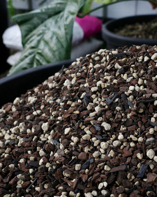 WSP House Blend 雨林植物專用介質