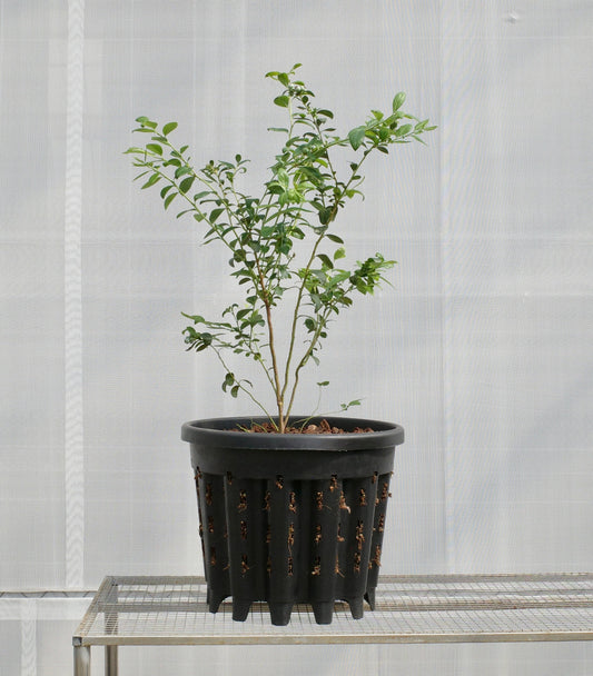 Super-Ercole anti-root-spiraling pot 超級防旋根控根盆 大量購買優惠區