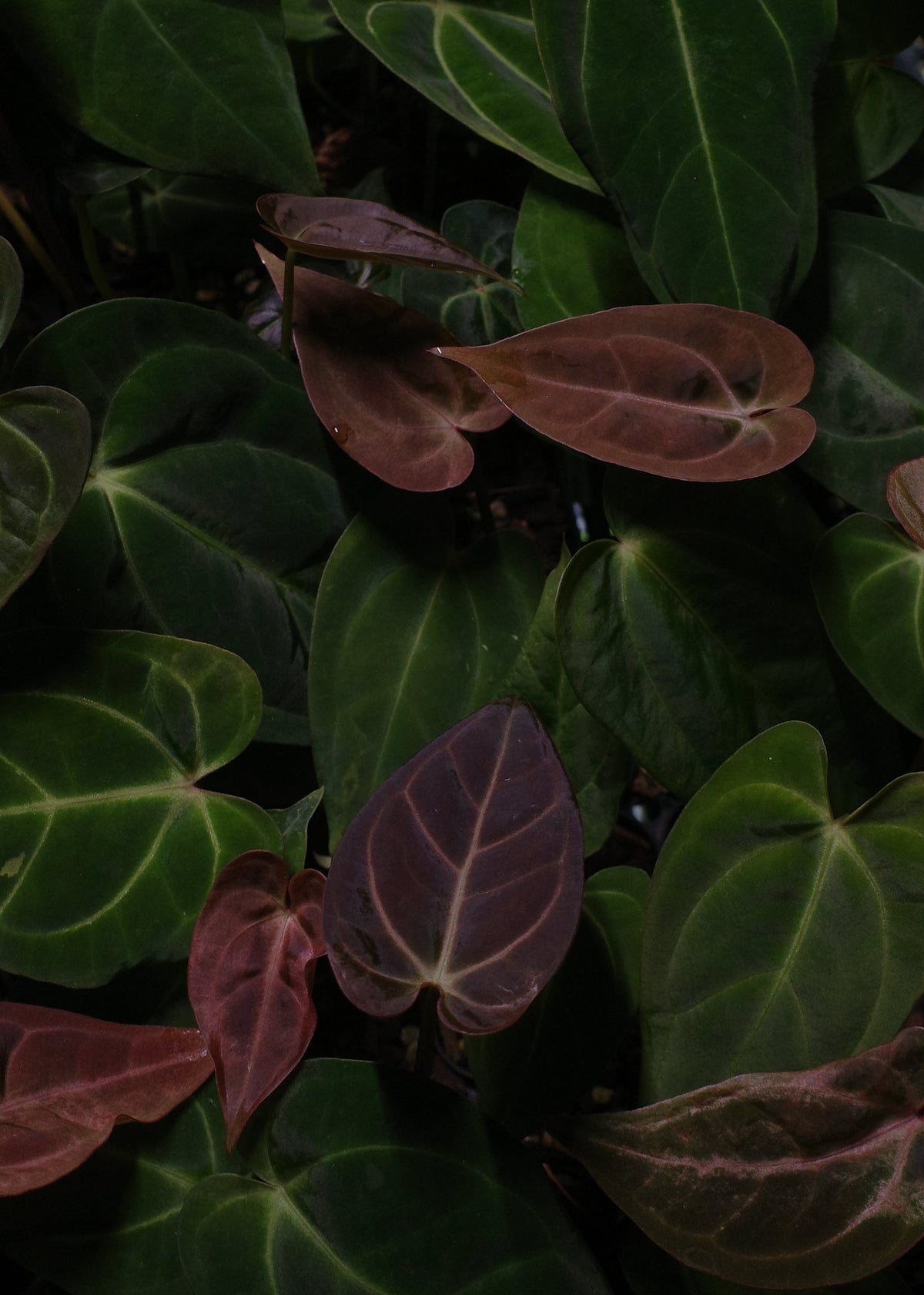 Anthurium Starter Selection
