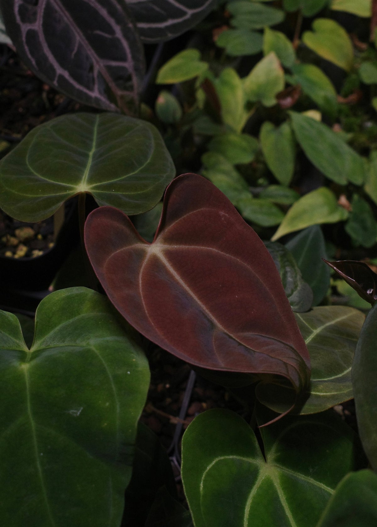 Anthurium Starter Selection