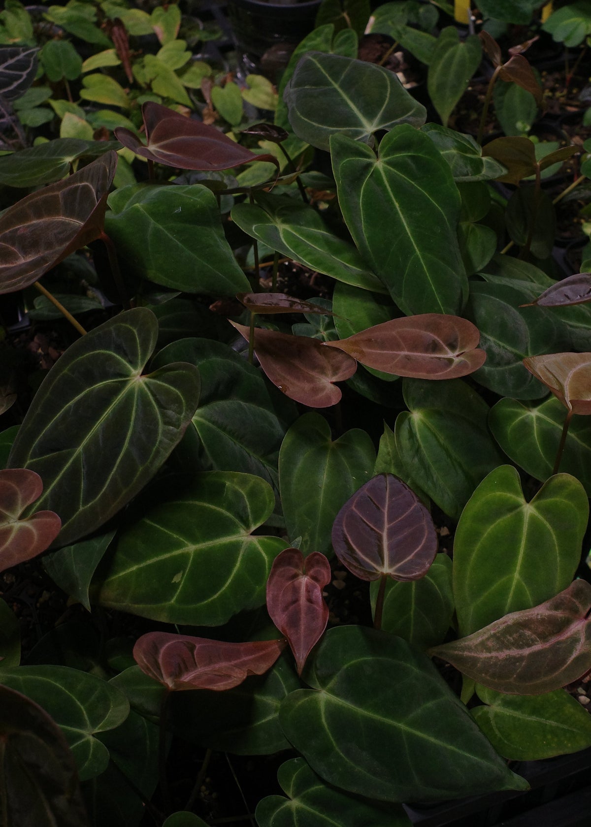 Anthurium Starter Selection