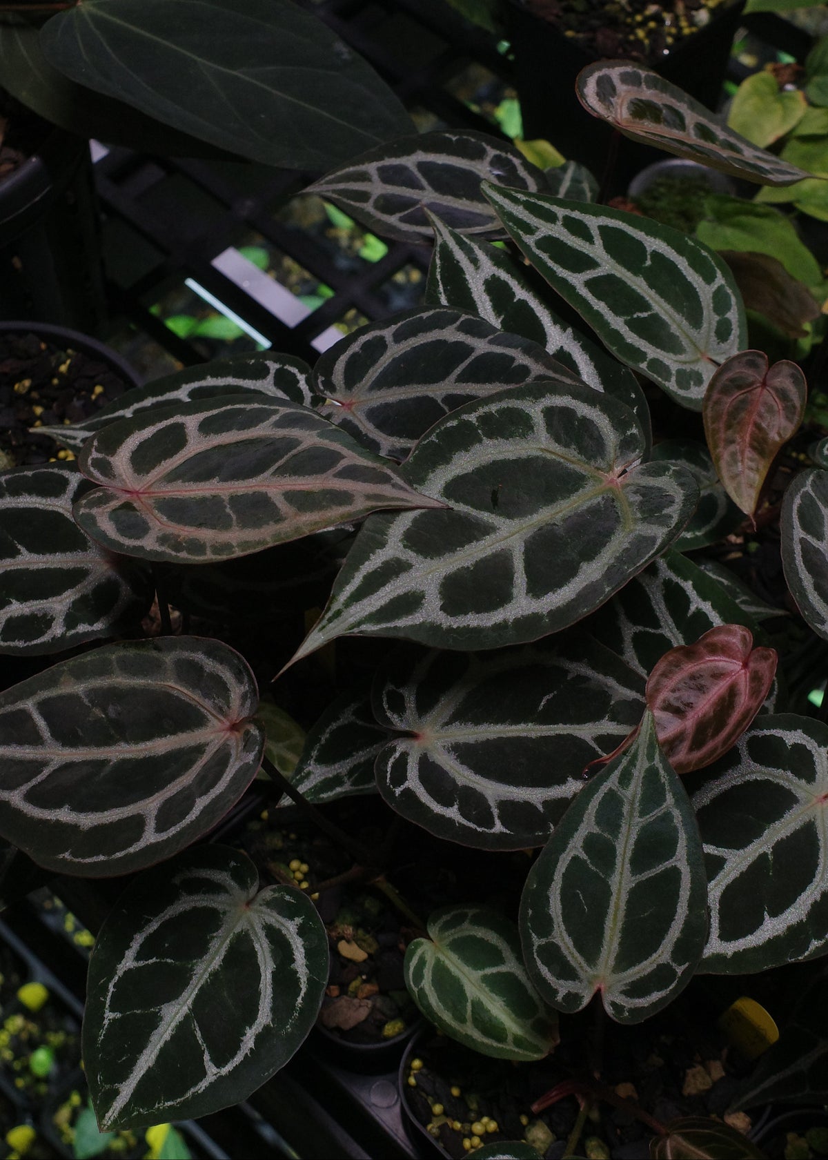 Anthurium Starter Selection