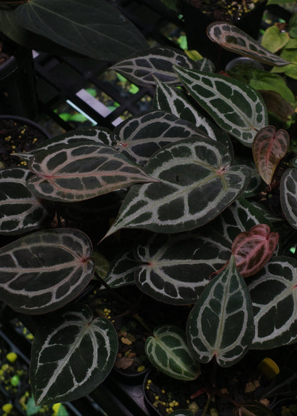 Anthurium Starter Selection