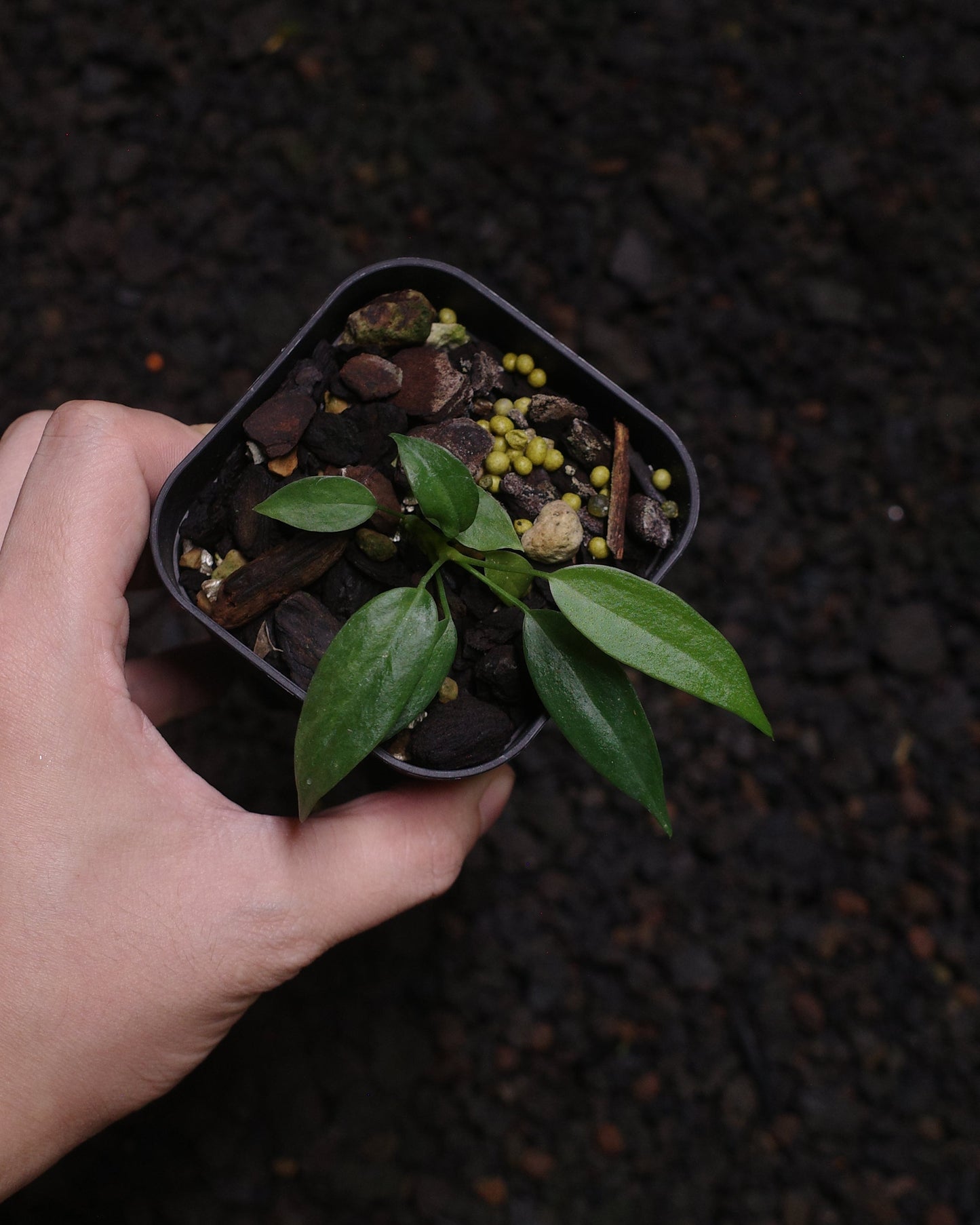 Anthurium wendlingeri Rio la Gloria