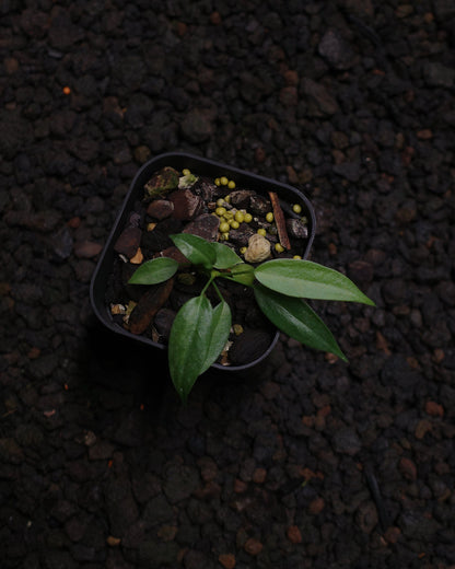 Anthurium wendlingeri Rio la Gloria