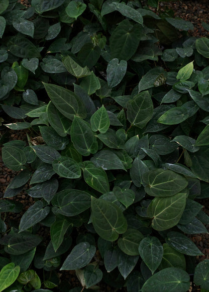 Anthurium Starter Selection