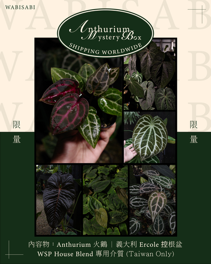 【年度火鶴神祕禮包 Anthurium Mystery Box】